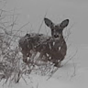 Meet your Posher, Jilline